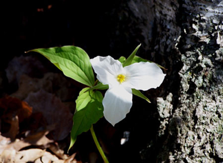 Trillium